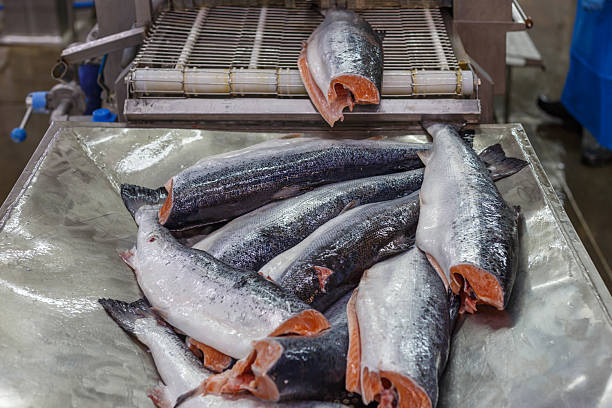 istock Processing line of big fish factory. 2223602854