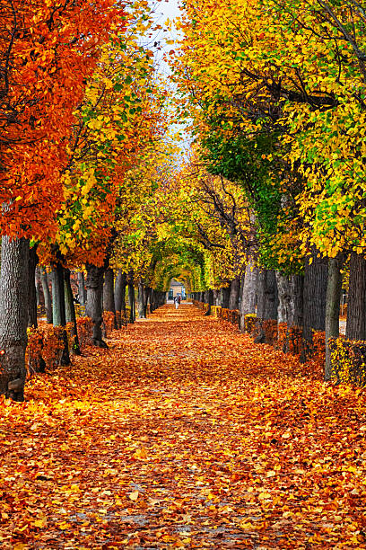 Empty road in autumn Park