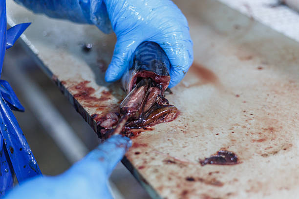 Fish factory worker gutting mackerel. Workshop of big processing facility.