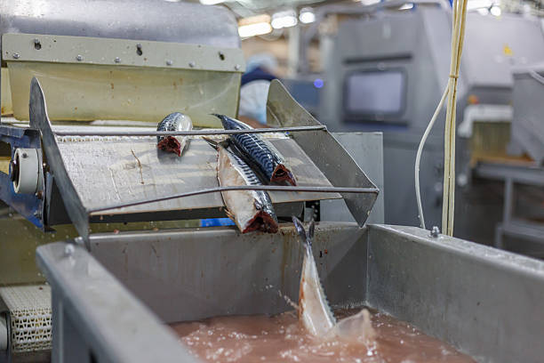 istock Processing line of big fish factory. 2223603002