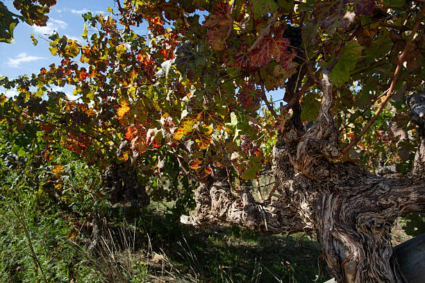 Colorful vine leaves in autumn
