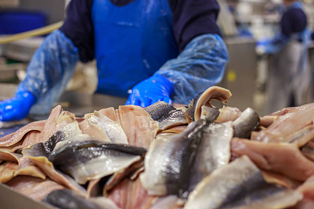 istock Closeup view of cutted atlantic herring. 2223604784