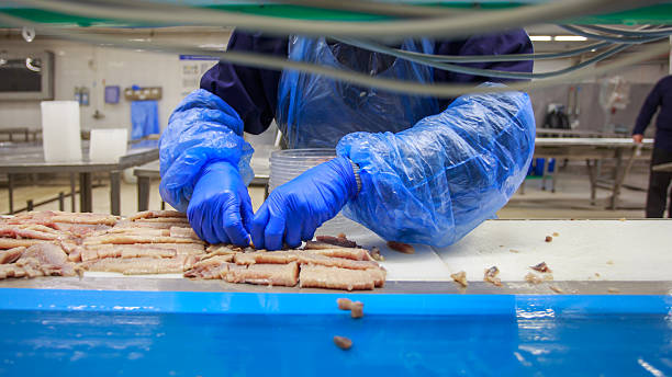 istock Pieces of atlantic herring at factory processing line. 2223604805