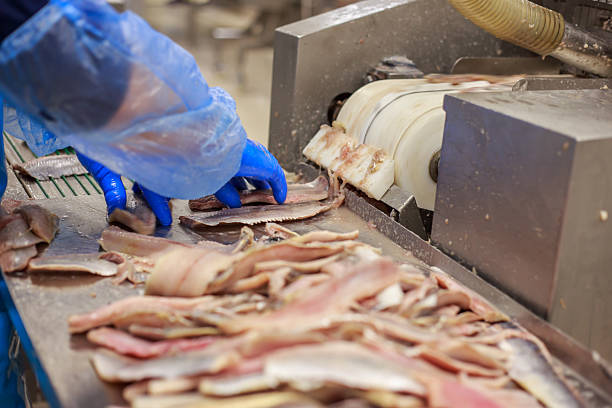 istock Closeup view of cutted atlantic herring. 2223604870