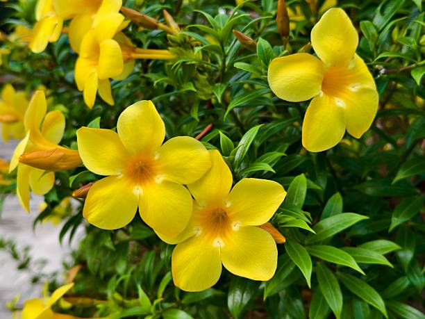 istock Allamanda cathartica Flower in tropical nature borneo 2223606352