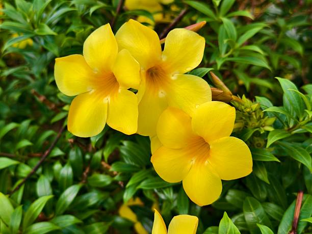 istock Allamanda cathartica Flower in tropical nature borneo 2223606384