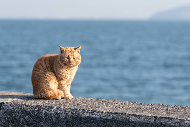 istock Cute cat sitting on the embankment 2223607329