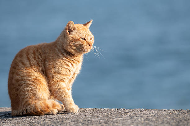 istock Cute cat sitting on the embankment 2223607332
