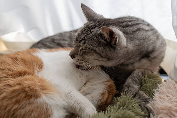 istock Two cute cats relaxing by the window 2223607415