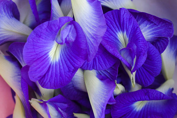Butterfly Pea Flower Tea in a bowl