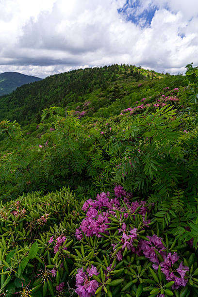 istock Stunning scenery during the Rhododendron blooms at Roan Mountain 2223610128