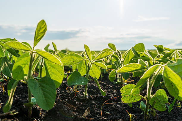 istock Young soybean plants emerge from dark soil, basking in sunlight beneath a bright blue sky, signaling a thriving agricultural landscape in mid-summer 2223610227