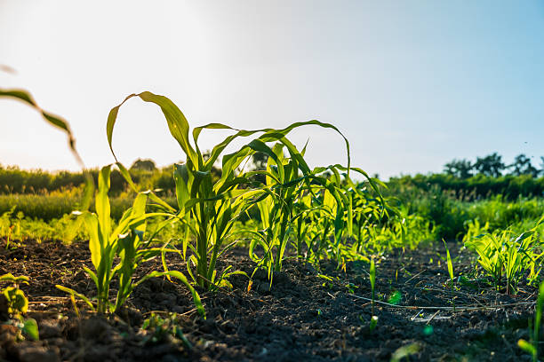 istock Corn plants thrive in a lush field, reaching for the sky as sunlight bathes the landscape in warm hues during early morning hours. Nature flourishes in this agricultural setting 2223610268