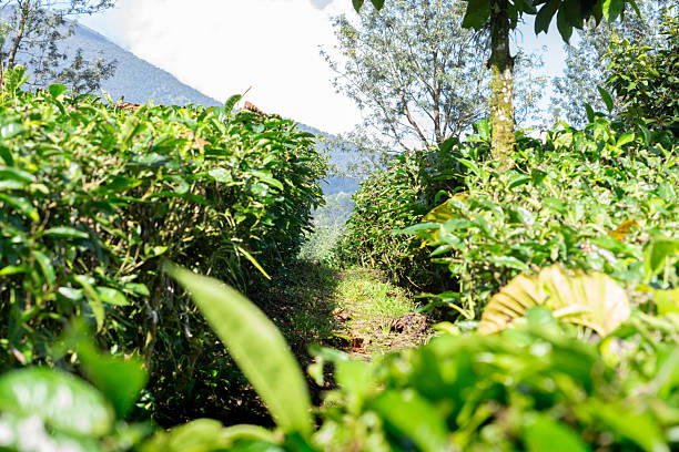 istock Background of tea garden field with pathway for walk in the middle 2223613643