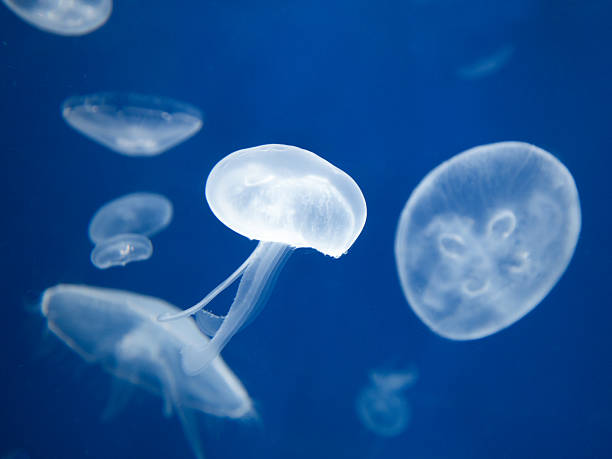istock A moon jellyfish swimming underwater 2223618259