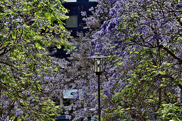 Street lamp with cherry (double exposure)