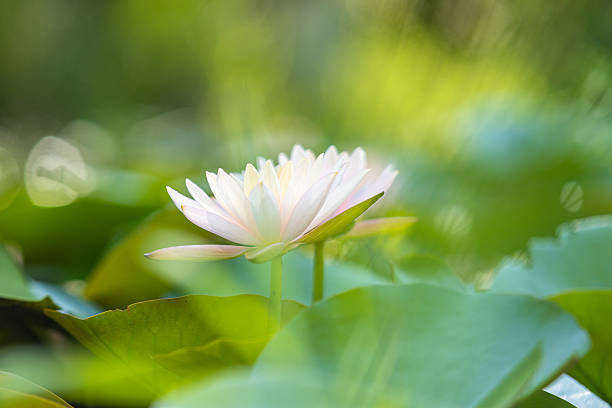 beautiful pink lotus flower.