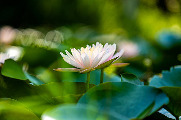beautiful pink lotus flower.