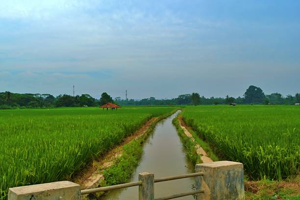 A narrow canal flows through a vibrant green rice field under a cloudy sky, showcasing the rural landscape and agricultural richness of Java, Indonesia.