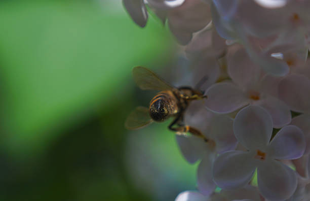 Bees feed on pink flowers, macro image