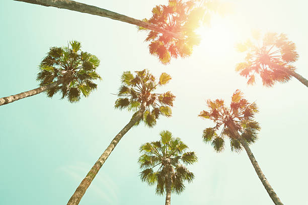 istock Summer tropical background with Washingtonia palms against blue sky. Low Angle View.  Toned image. 2223634243