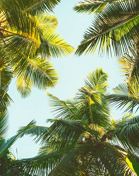 istock Coconut palm trees on a tropical beach under the blue sky.  Low Angle View. Toned image 2223634244