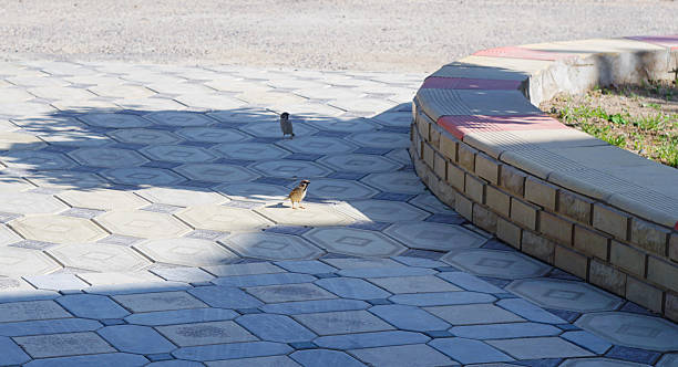 Birds are looking for food, two birds on the street