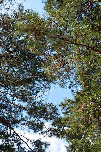 Tree Branch in winter at Seoul Forest, South Korea