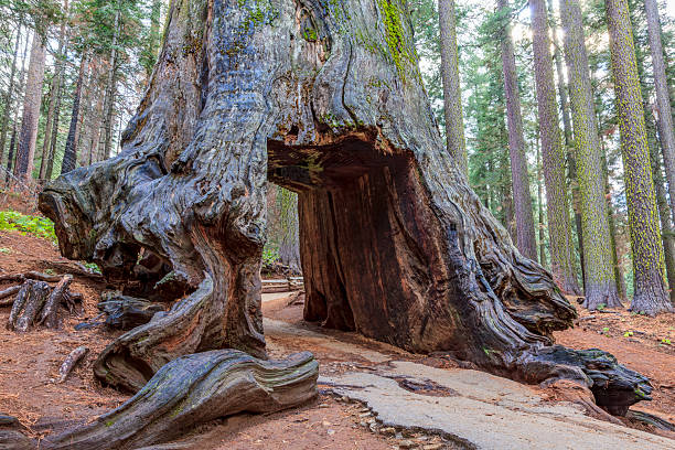 A walk-through tunnel carved into a giant sequoia at Tuolumne Grove in Yosemite National Park, California.