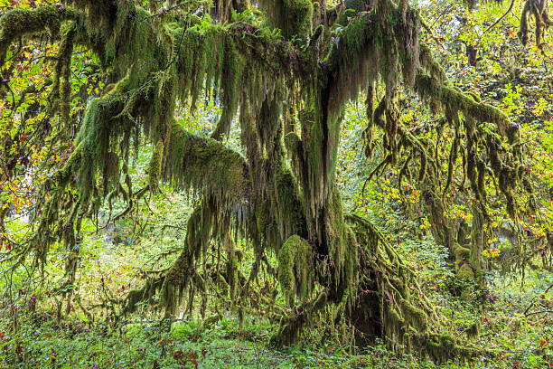 Hoh Rain Forest in Olympic National Park, featuring moss-draped trees and dense vegetation in one of the wettest areas of the continental United States.