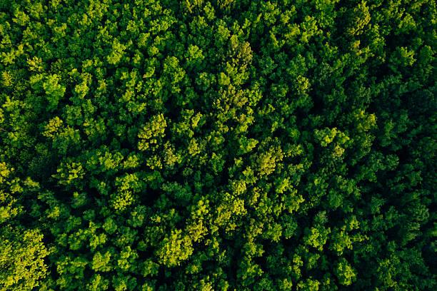 istock Green  forest in mountain summer with a view from above.Spring-summer birch groves with beautiful texture. Forest reduce carbon emissions and clean air. Clean and Sustainable Environment. 2223635961