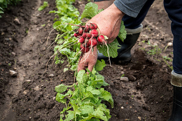 istock Fresh Radishes Harvested by Hand from Home Garden Soil 2223636150