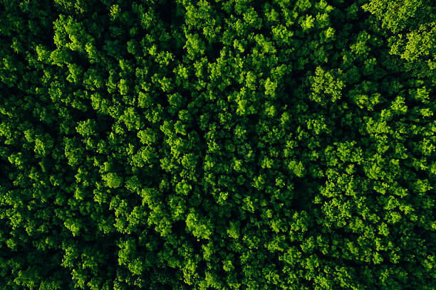 istock Clean and Sustainable Environment.Green forest in summer with a view from above.Summer birch groves with beautiful texture. Forest reduce carbon emissions and clean air. 2223636830