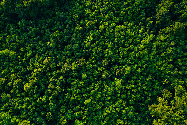 istock Clean and Sustainable Environment.Green forest in summer with a view from above.Summer birch groves with beautiful texture. Forest reduce carbon emissions and clean air. 2223636832