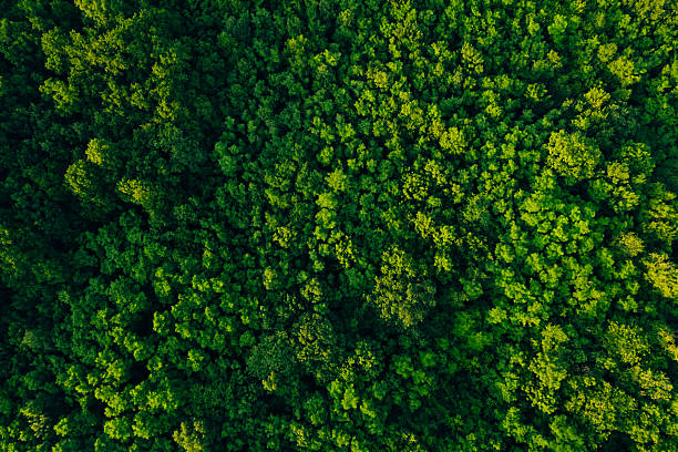 istock Green forest in summer with a view from above.Summer birch groves with beautiful texture. Forest reduce carbon emissions and clean air. Clean and Sustainable Environment. 2223636840
