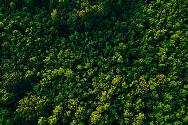 istock Clean and Sustainable Environment.Green  forest in mountain summer with a view from above.Spring-summer birch groves with beautiful texture. Forest reduce carbon emissions and clean air. 2223636875