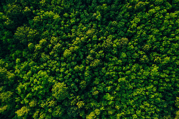 istock Green  forest in mountain summer with a view from above.Spring-summer birch groves with beautiful texture. Forest reduce carbon emissions and clean air.Clean and Sustainable Environment. 2223636881