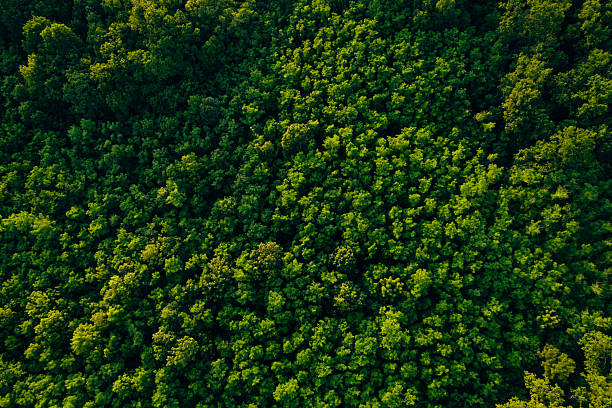 istock Green  forest in mountain summer with a view from above.Spring-summer birch groves with beautiful texture. Forest reduce carbon emissions and clean air.Clean and Sustainable Environment. 2223636882
