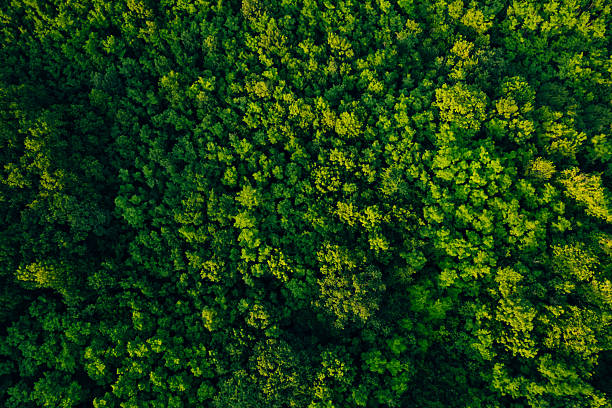 istock Green  forest in mountain summer with a view from above.Spring-summer birch groves with beautiful texture. Forest reduce carbon emissions and clean air.Clean and Sustainable Environment. 2223636893