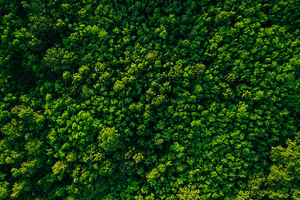 istock Clean and Sustainable Environment.Green  forest in mountain summer with a view from above.Spring-summer birch groves with beautiful texture. Forest reduce carbon emissions and clean air. 2223636896