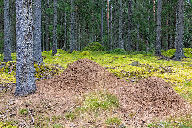 istock Ant hill in a mossy spruce forest 2223637203