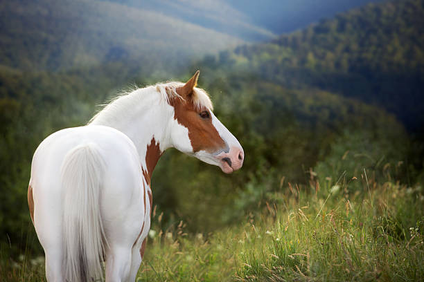 Piebald red horse in mountain