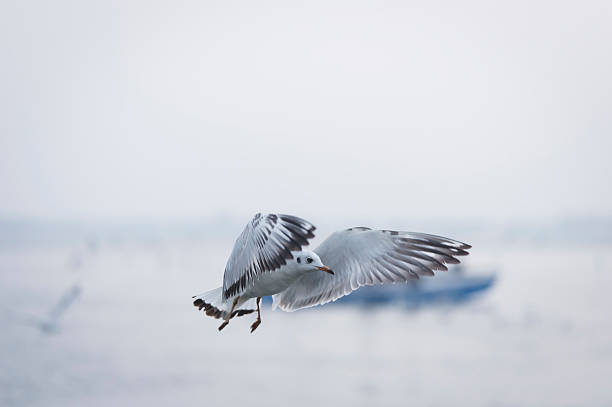 Seagull flying on the Ganges at Varanasi