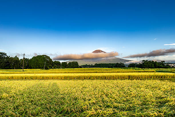 mt.fuji and rice fields ripening at harvest time,