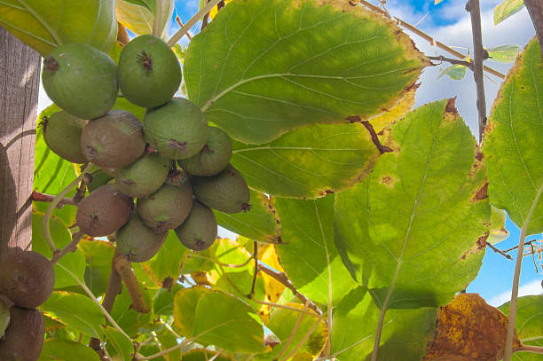 A cluster of unripe kiwi berries on a vine, surrounded by large green leaves with yellowish edges. Parts of the blue sky are visible in the background. A sunny day in the garden.