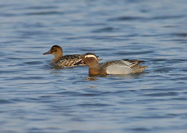 istock Garganey male and female pair 2223642699