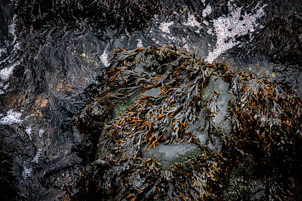 istock Seaweed covering the rocks on the shore. 2223642739