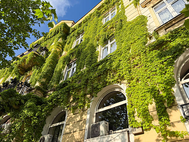istock Historic building facade covered in green ivy. Multiple windows and balconies surrounded by lush climbing vines in summer sunlight 2223642831