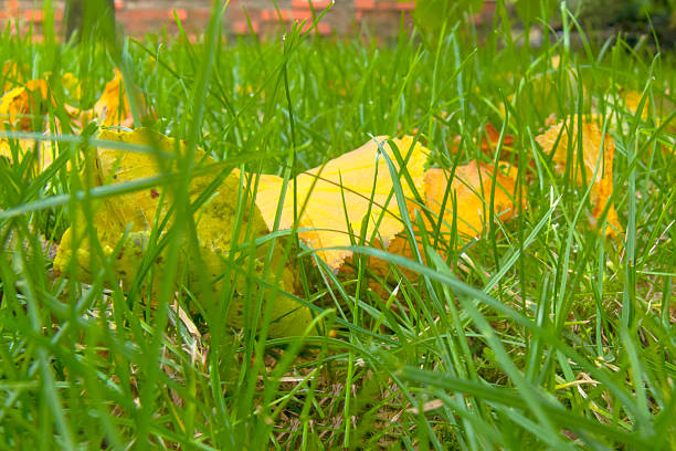 A few bright yellow autumn leaves lie in dense, rich green grass. Sharp focus on the mid-ground highlights natural textures.