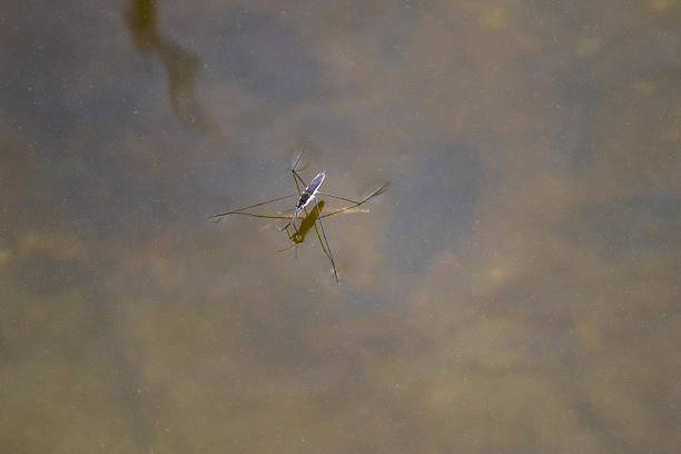 Close-up of a water strider walking on a still pond surface, with golden reflections and visible water tension around its legs.